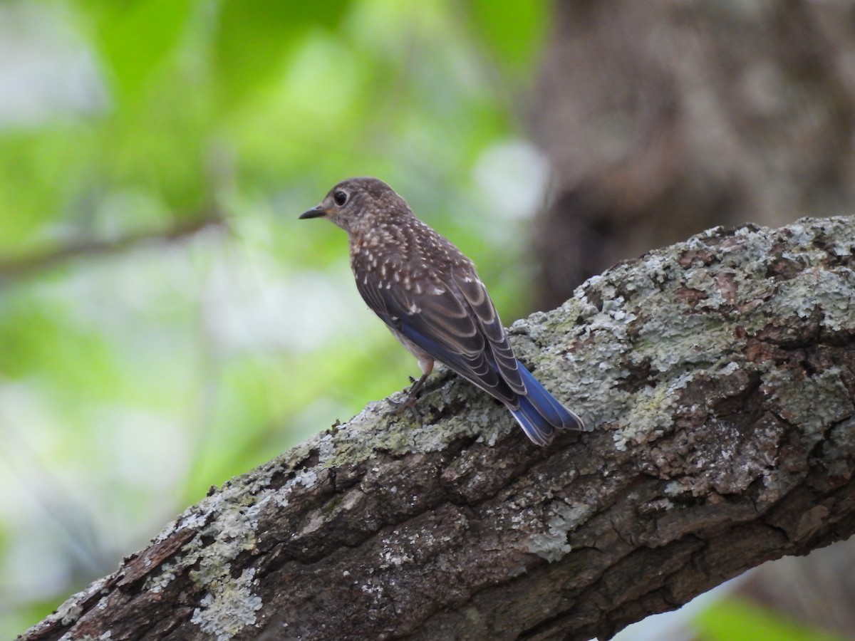 Eastern Bluebird - Zac Denning