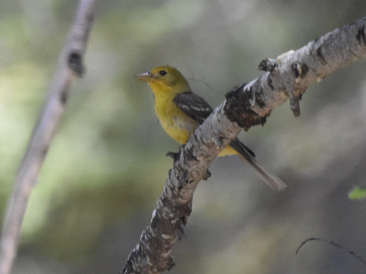 Western Tanager - ML620800722