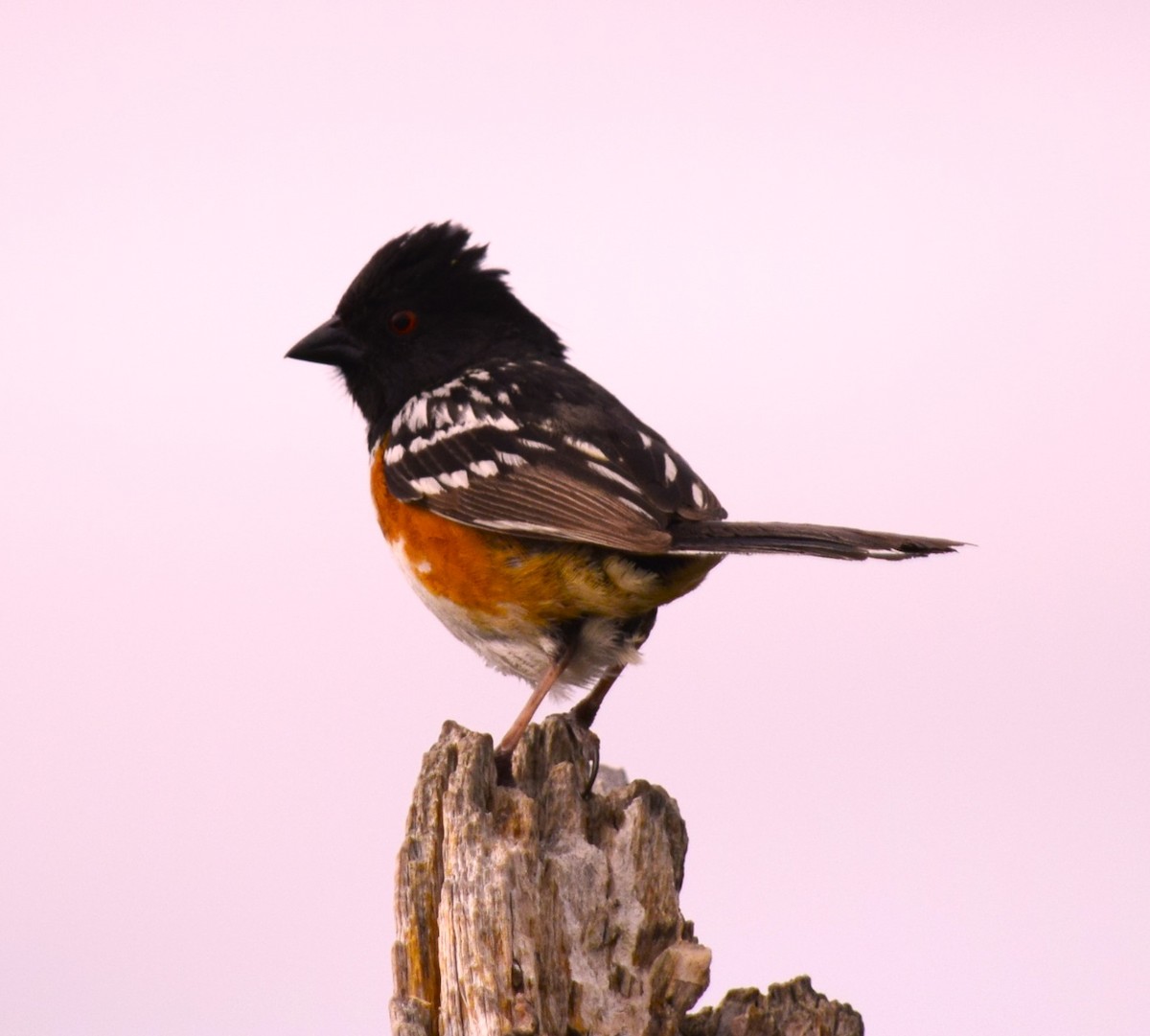 Spotted Towhee - ML620800723