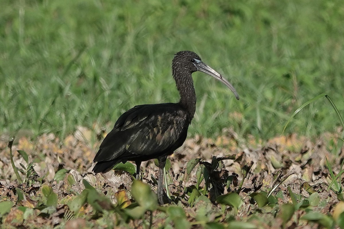 ibis hnědý - ML620800724