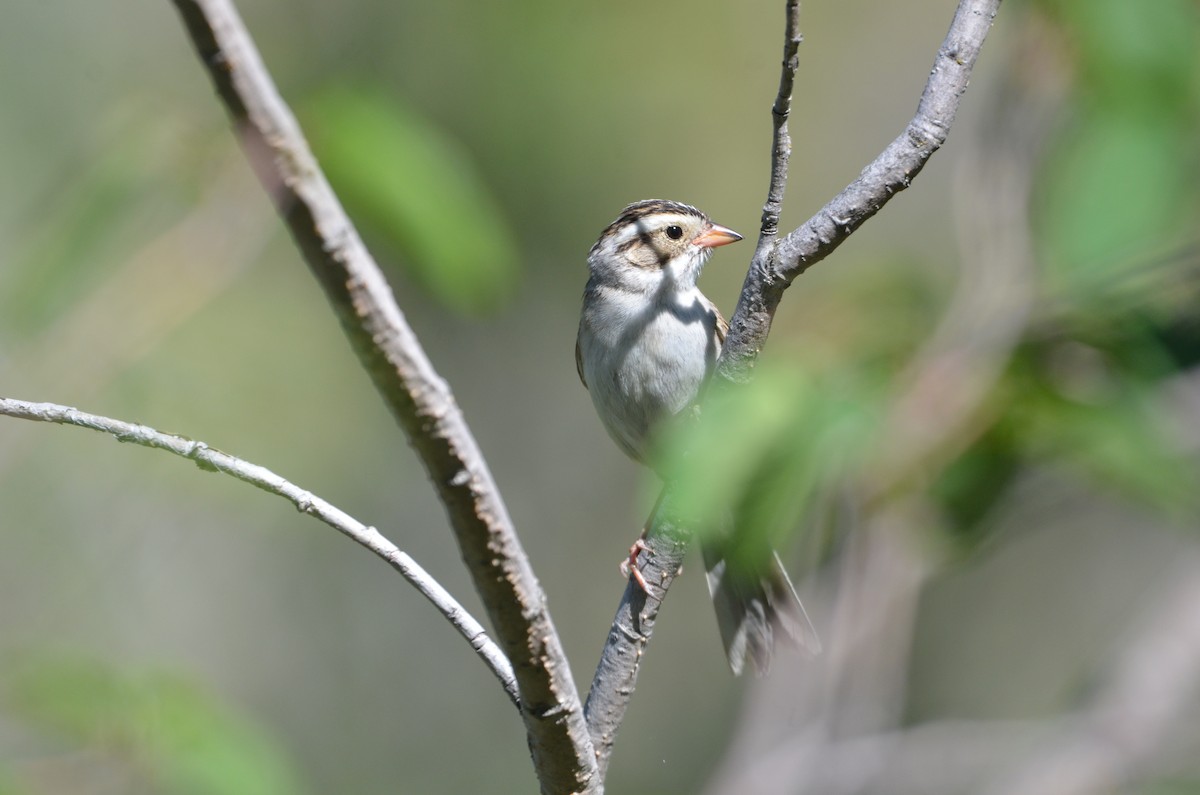 Clay-colored Sparrow - ML620800732