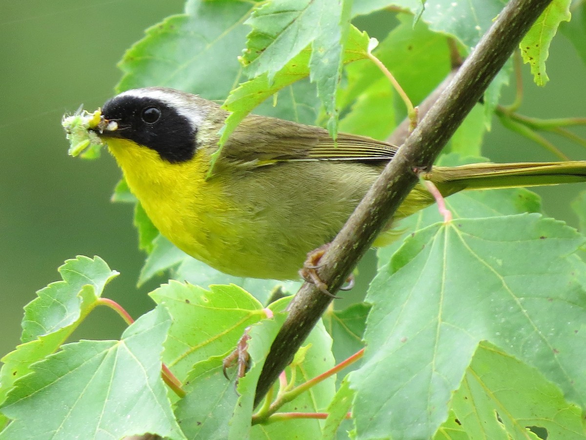 Common Yellowthroat - ML620800735