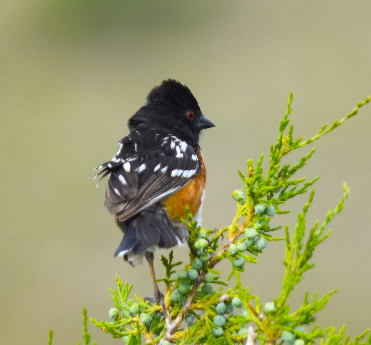 Spotted Towhee - ML620800752