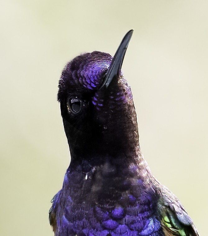 kolibřík hyacintový - ML620800755