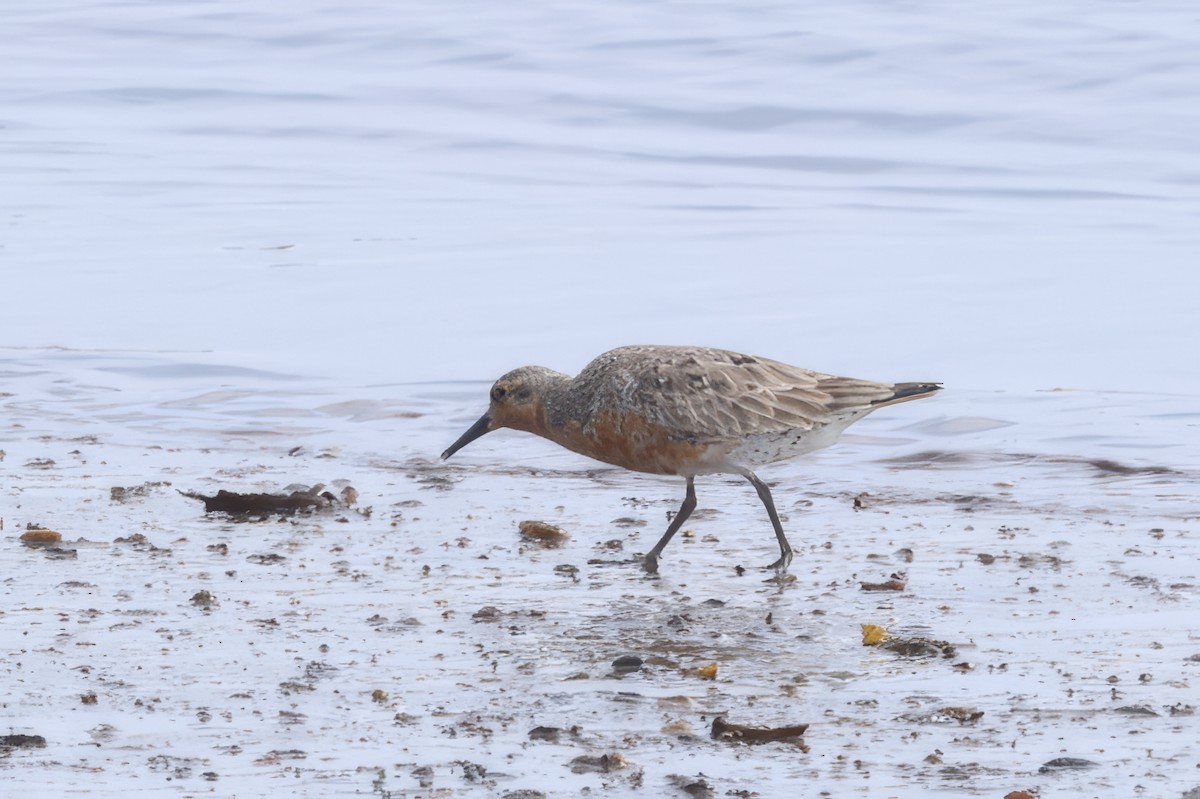 Red Knot - ML620800756