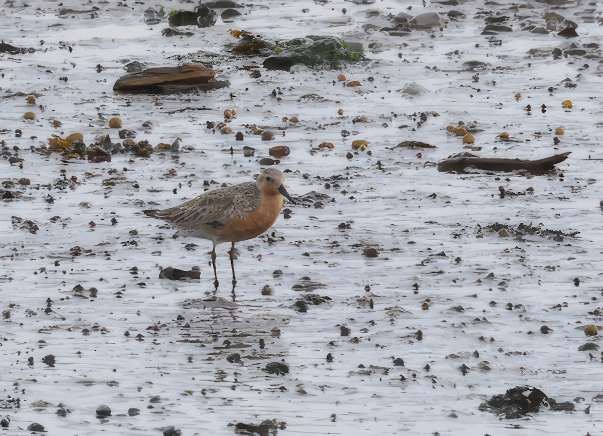 Red Knot - ML620800757