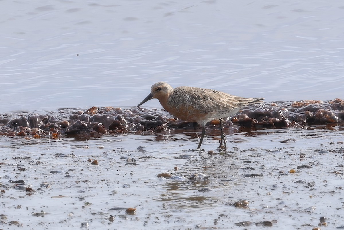 Red Knot - ML620800758