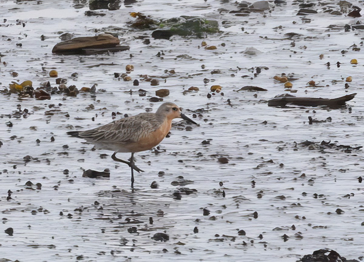 Red Knot - ML620800759