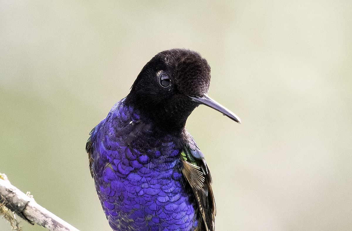 kolibřík hyacintový - ML620800760