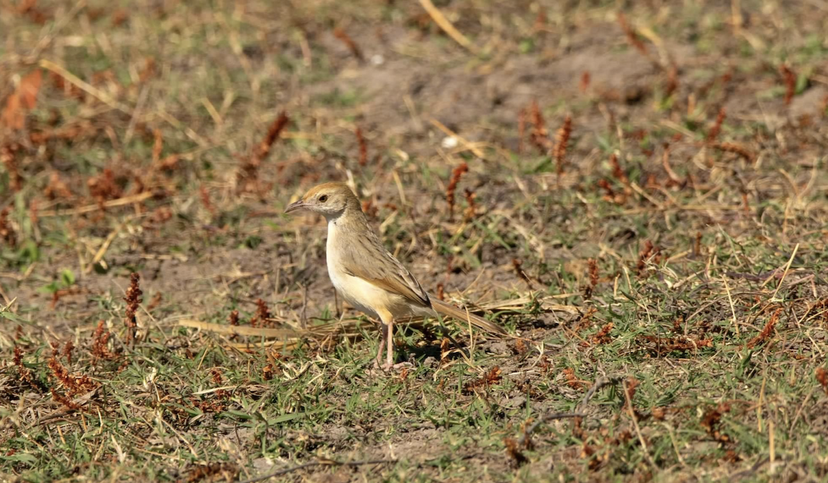African Pipit - ML620800769
