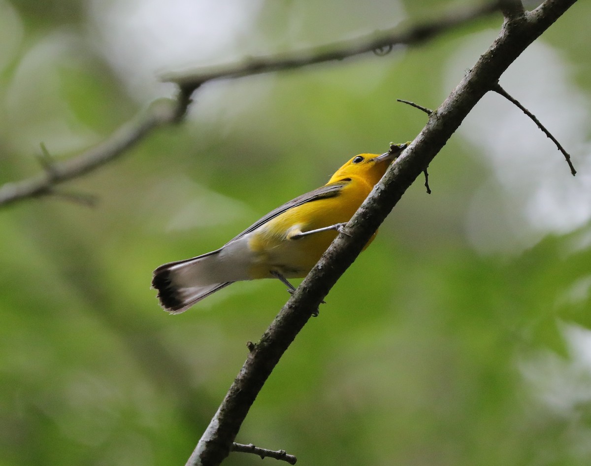 Prothonotary Warbler - ML620800790