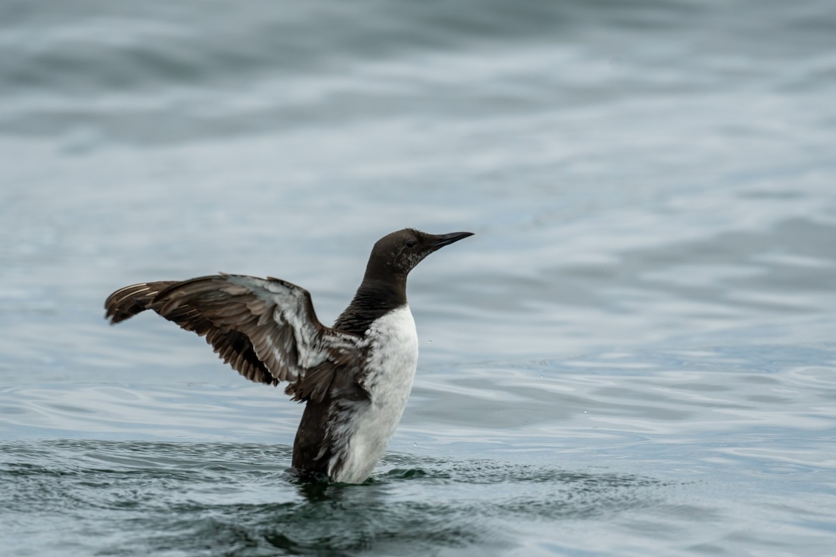 Pigeon Guillemot - ML620800791