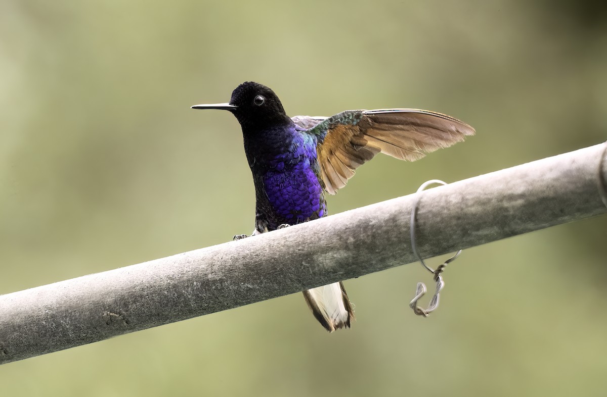 kolibřík hyacintový - ML620800792
