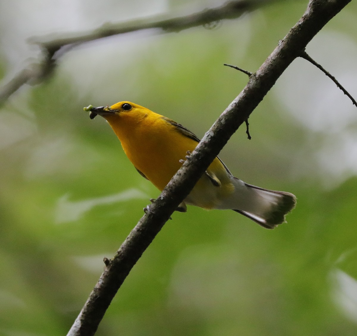 Prothonotary Warbler - ML620800793