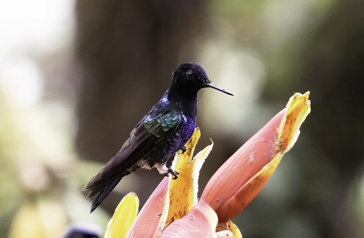 kolibřík hyacintový - ML620800794