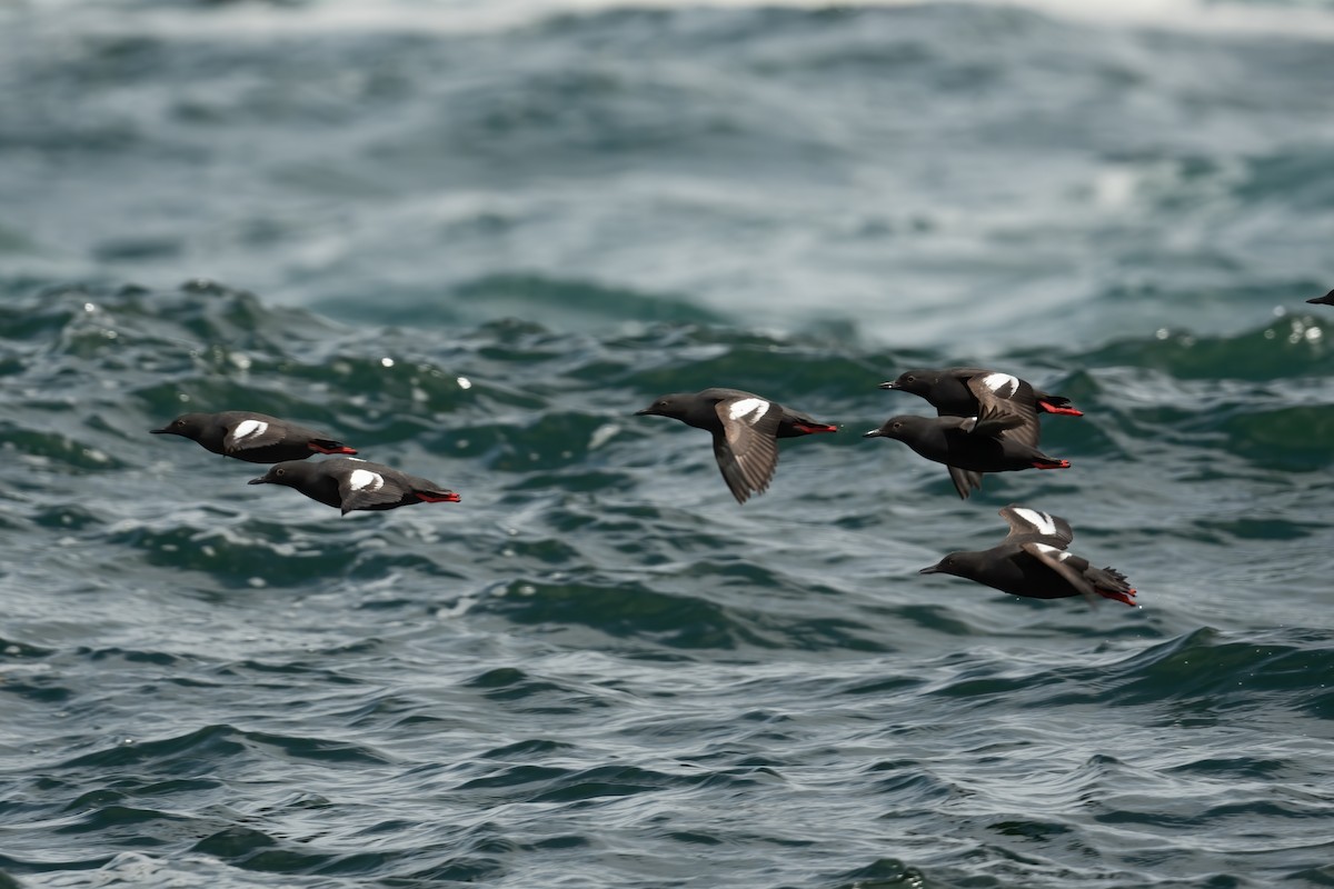 Pigeon Guillemot - ML620800795