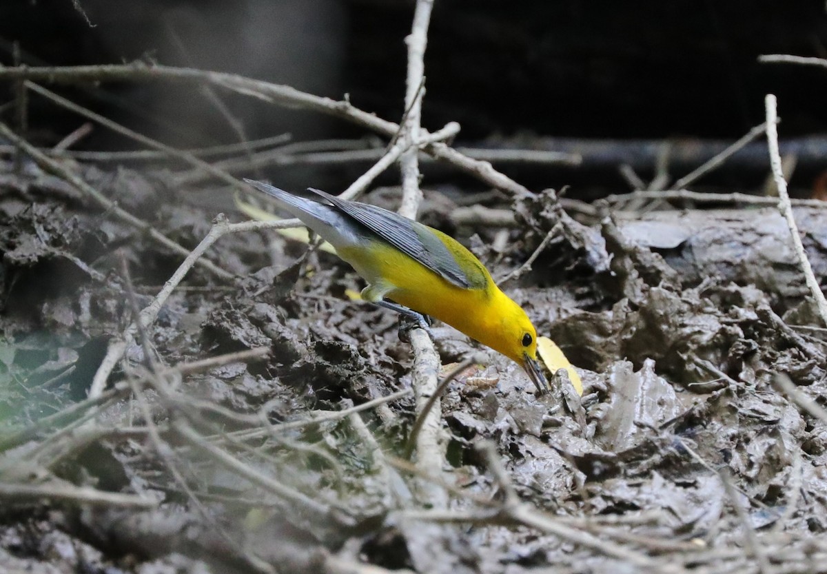 Prothonotary Warbler - ML620800797