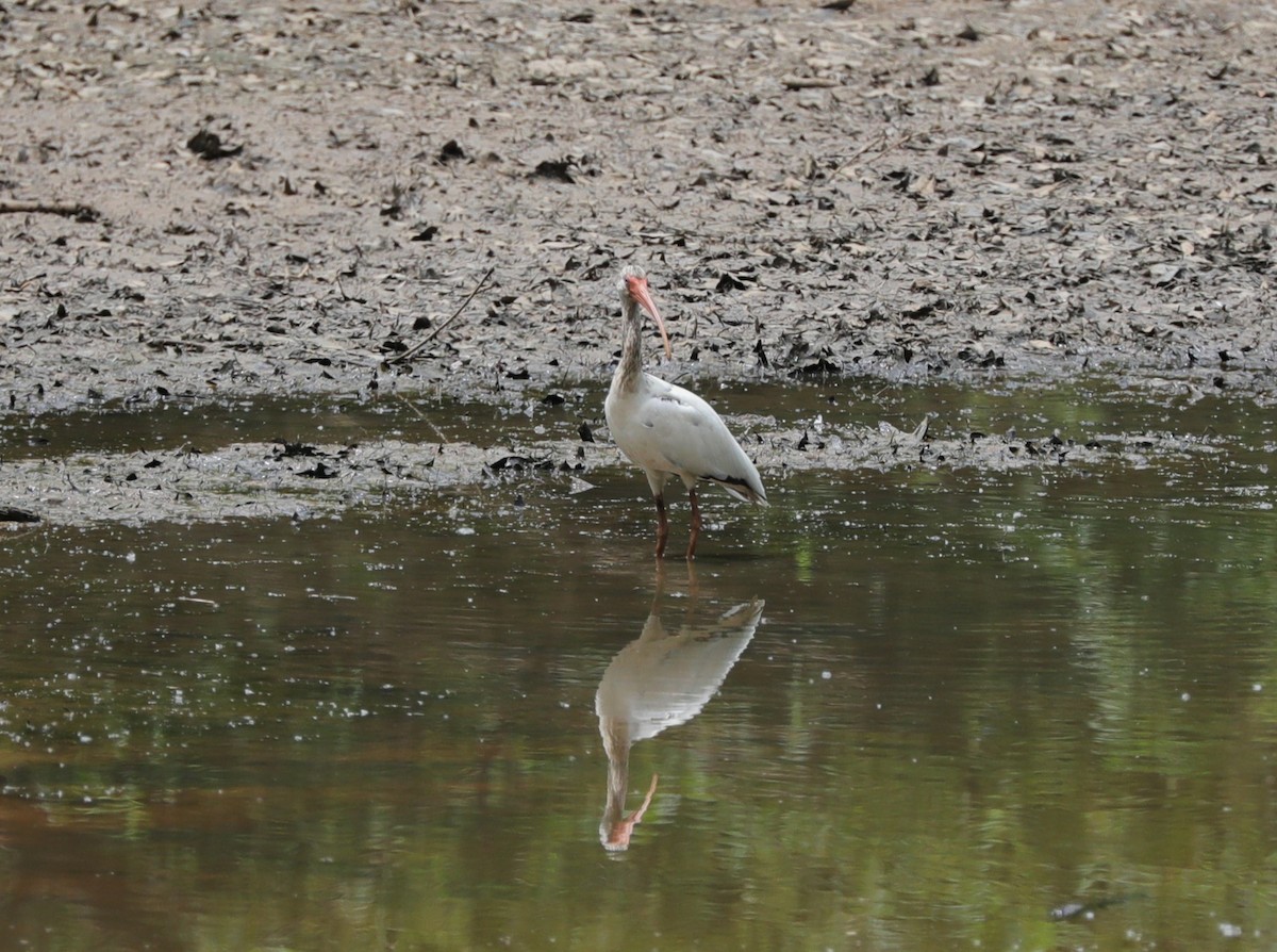 White Ibis - ML620800800