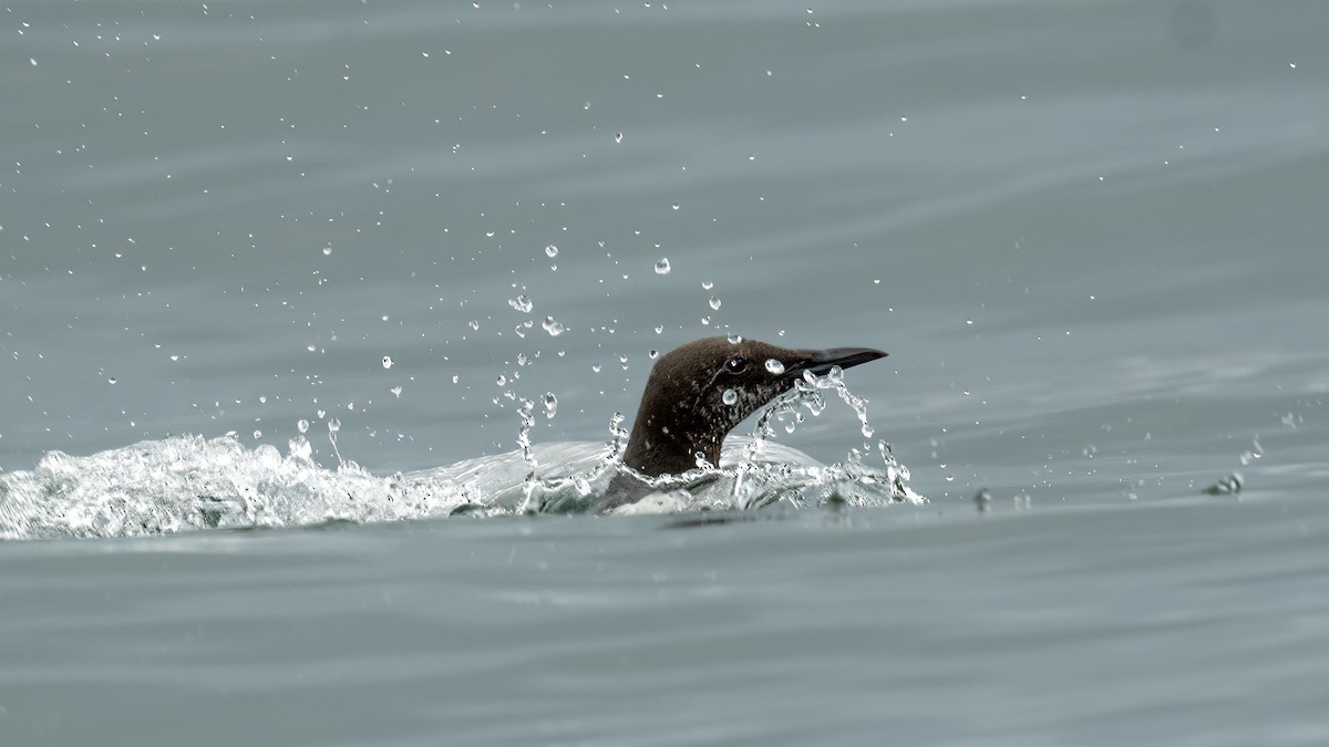 Pigeon Guillemot - ML620800803