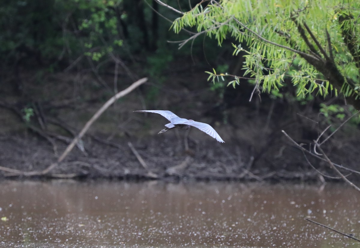 Little Blue Heron - ML620800804