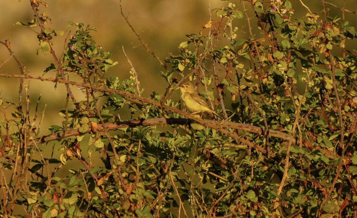 Melodious Warbler - ML620800810