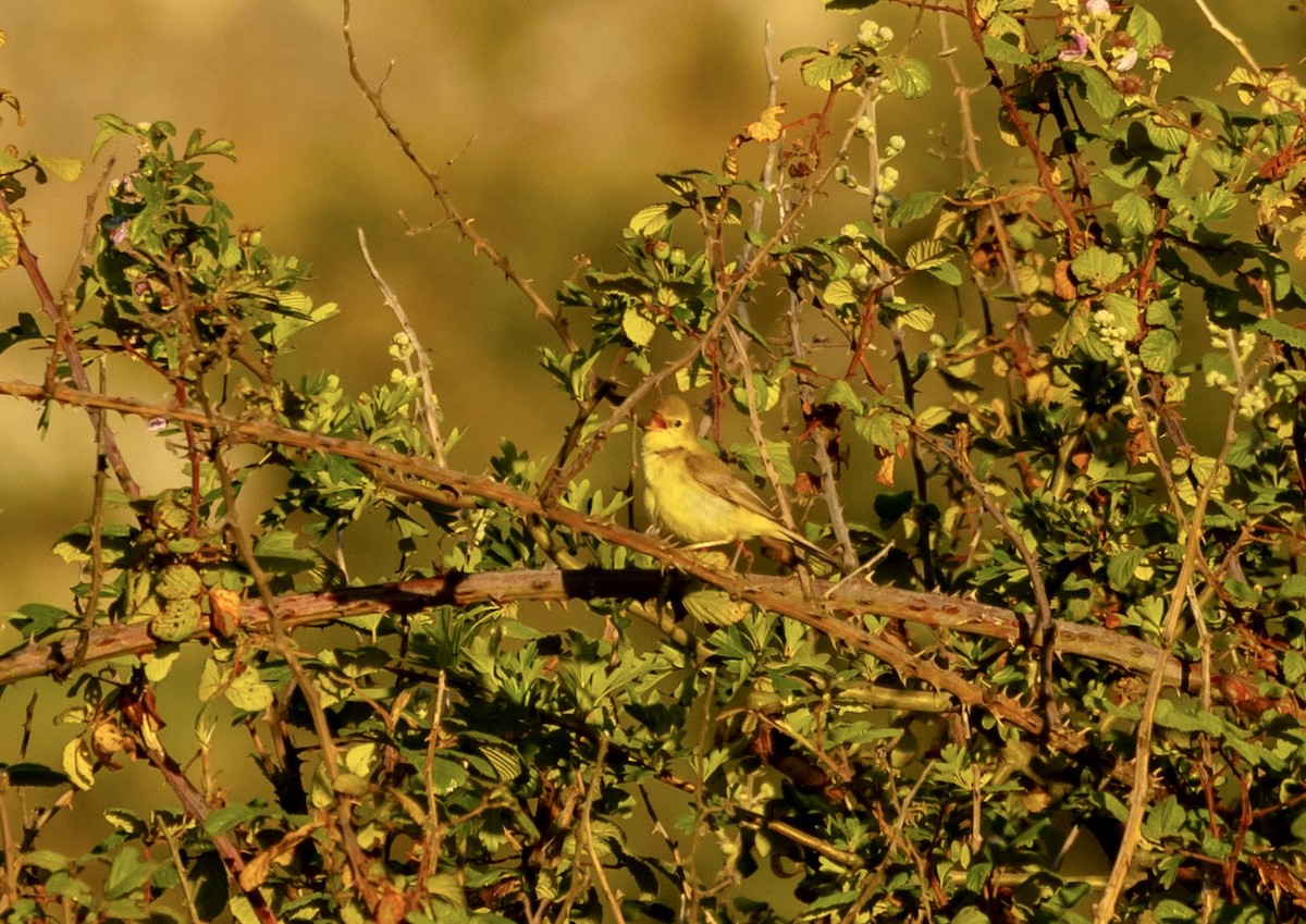 Melodious Warbler - ML620800813