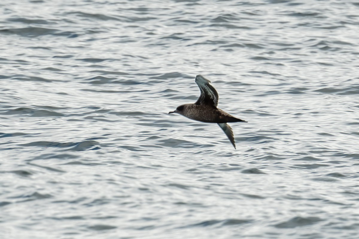 Sooty Shearwater - ML620800818