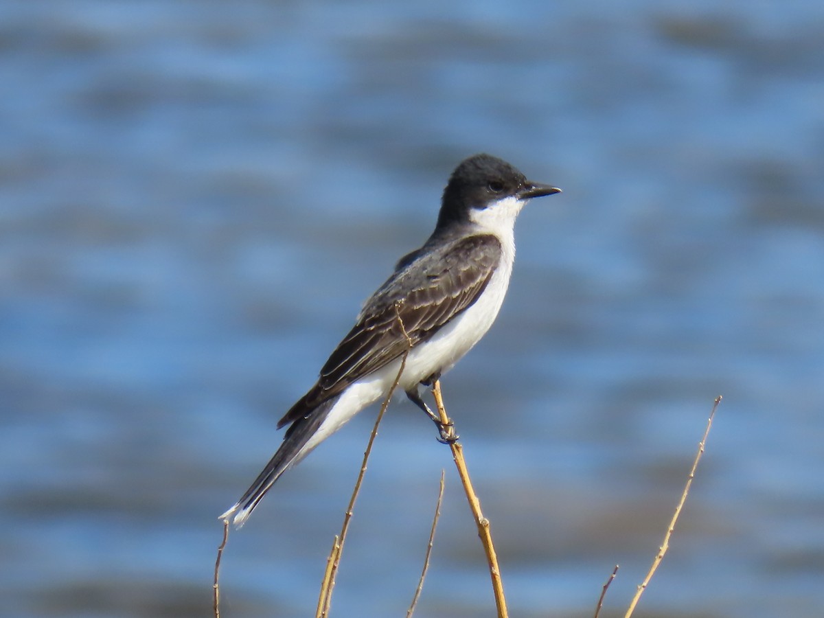 Eastern Kingbird - ML620800820