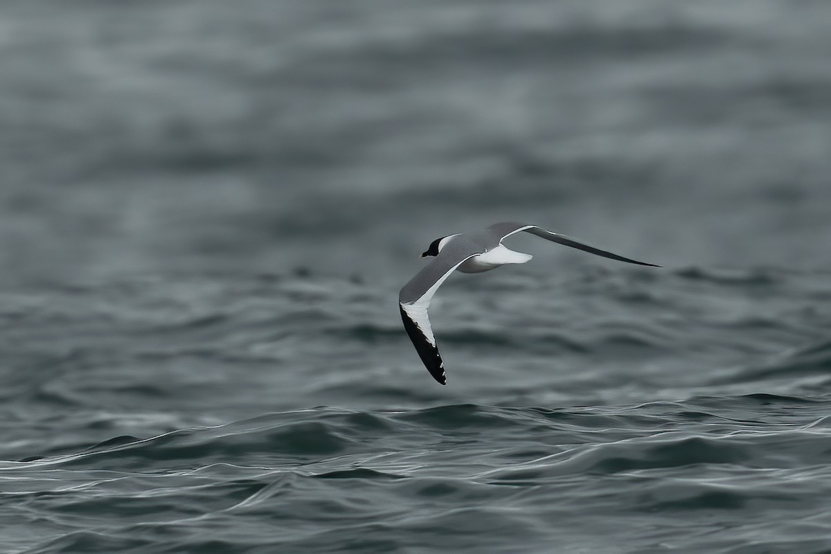 Sabine's Gull - ML620800821