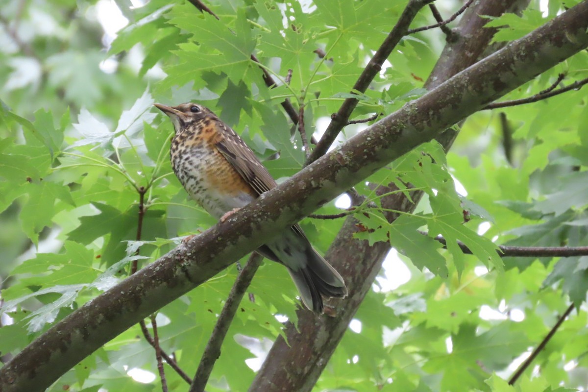 American Robin - ML620800836