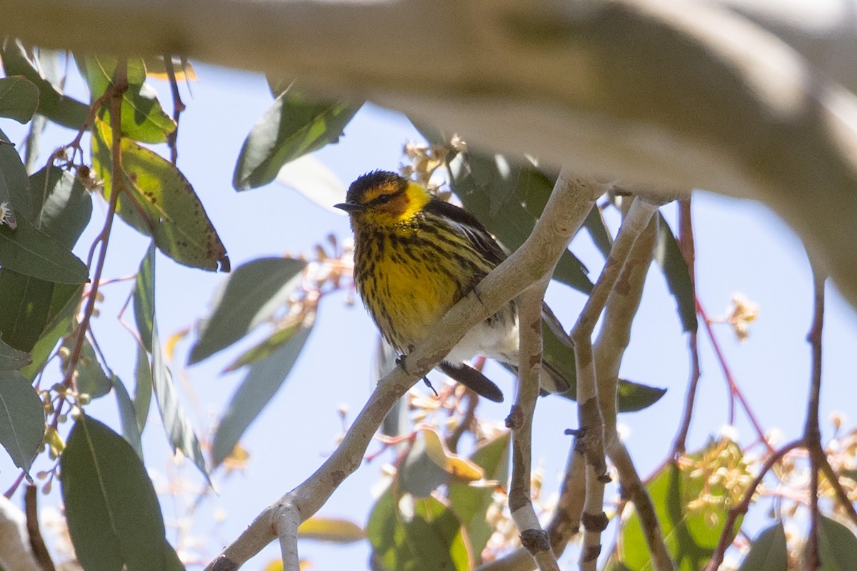 Cape May Warbler - ML620800837