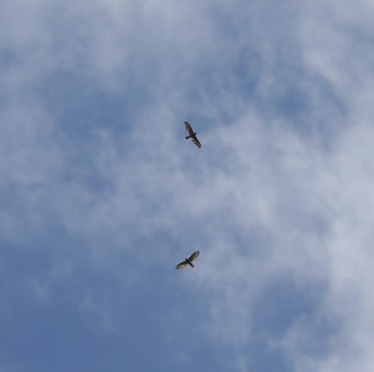 Broad-winged Hawk - ML620800844