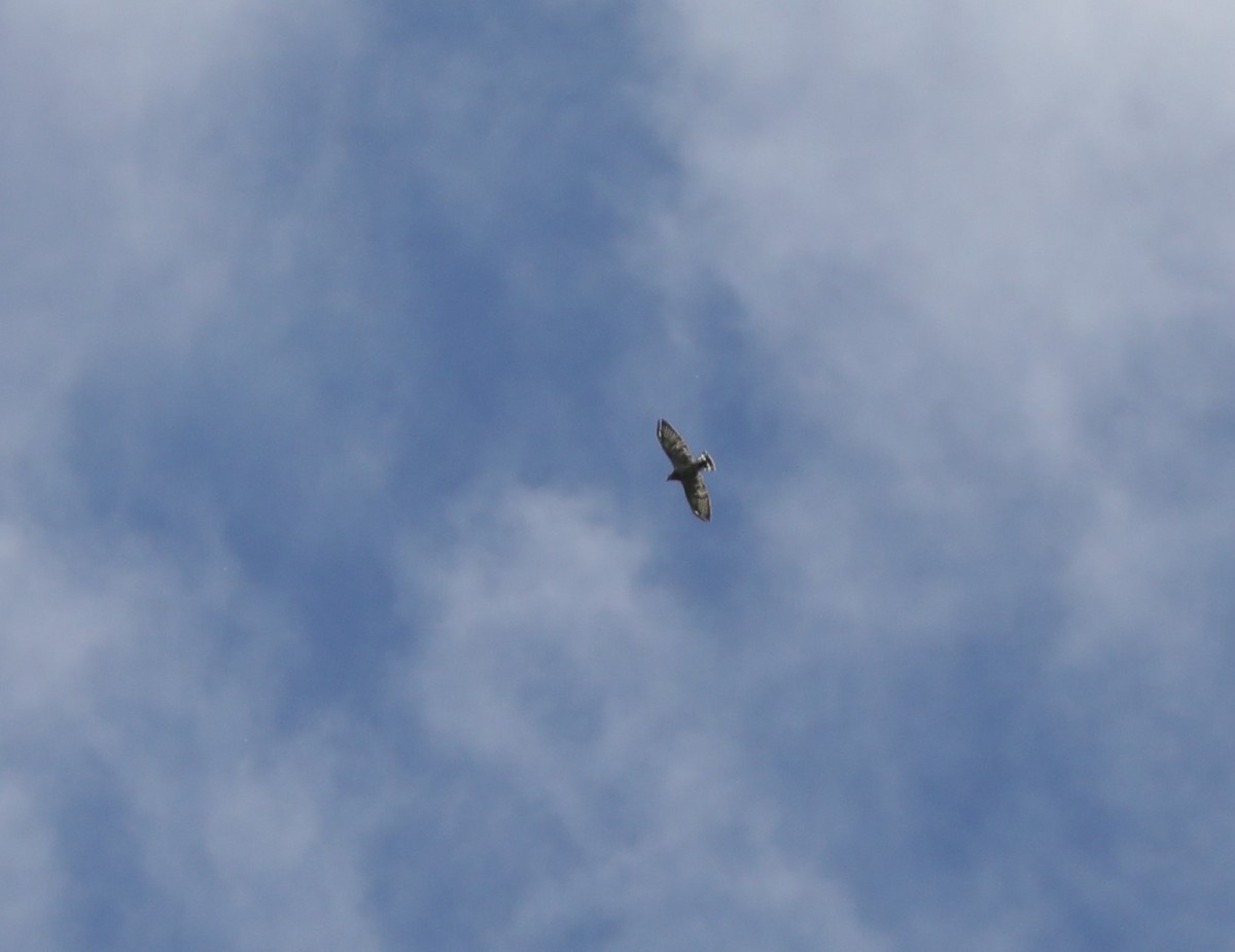 Broad-winged Hawk - ML620800848