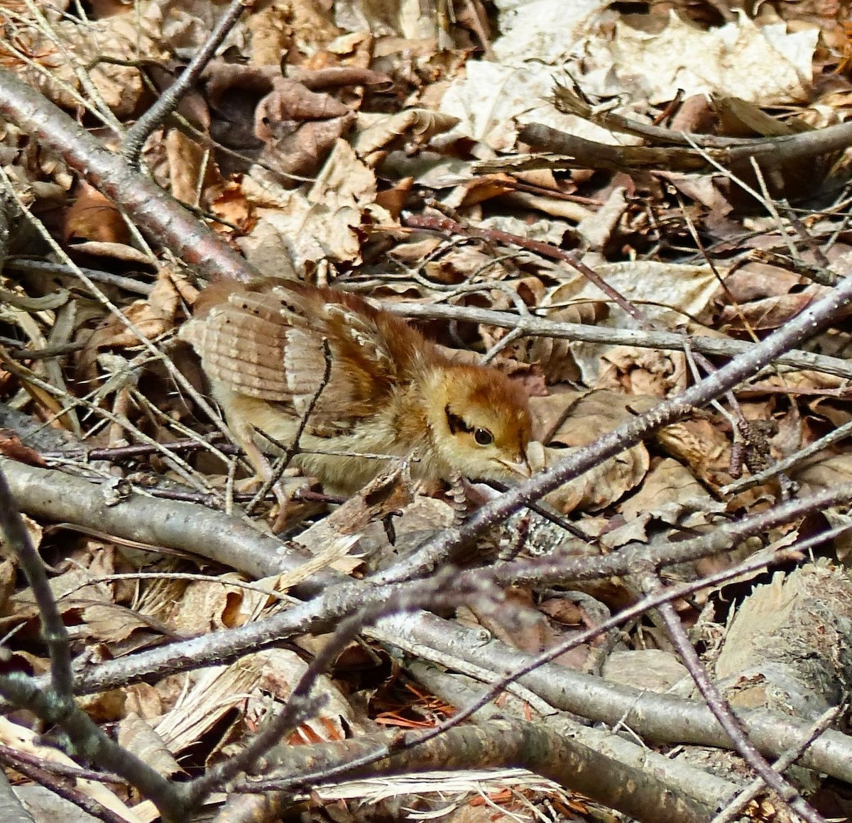 Ruffed Grouse - ML620800854