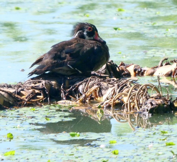 Wood Duck - ML620800857