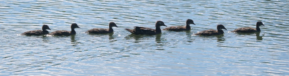 Wood Duck - ML620800858