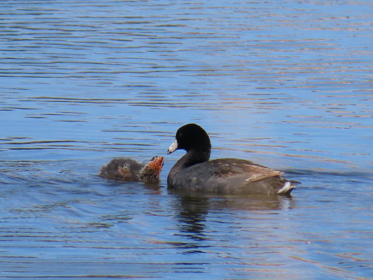 American Coot - ML620800859