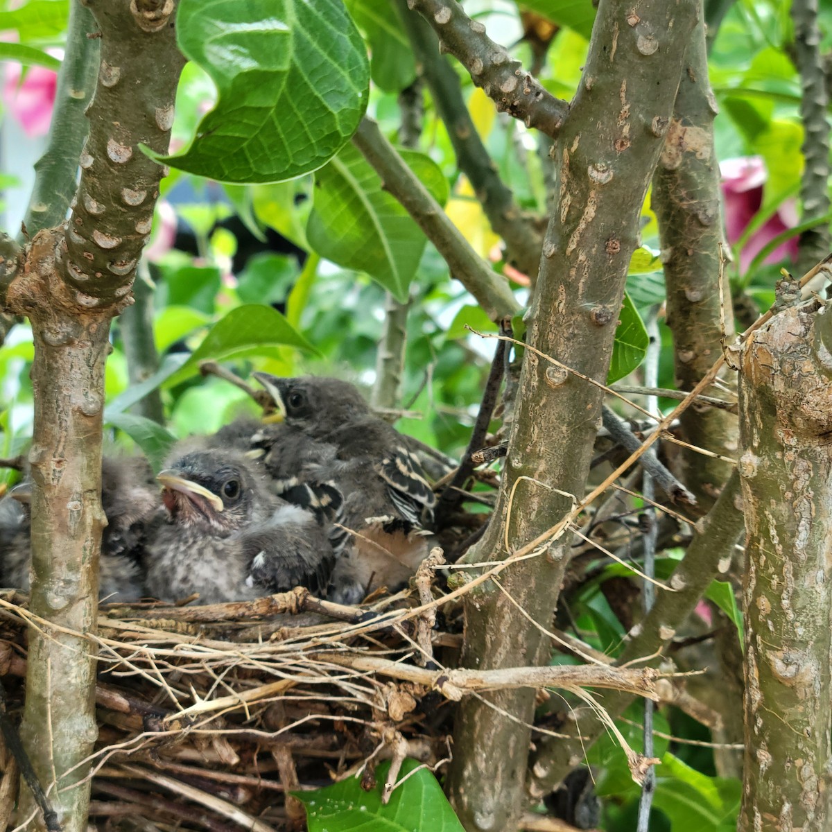 Northern Mockingbird - ML620800863