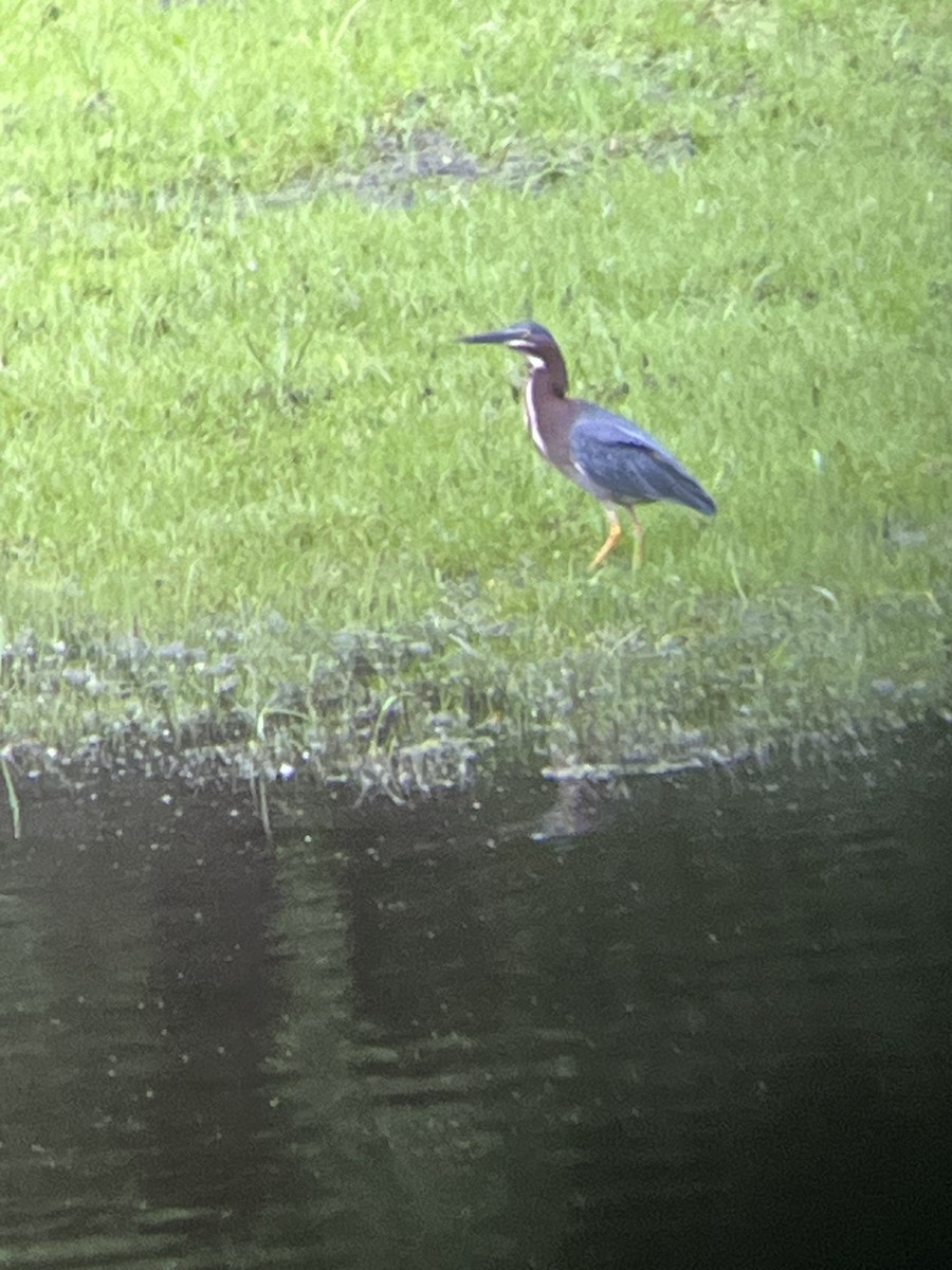 Green Heron - ML620800865