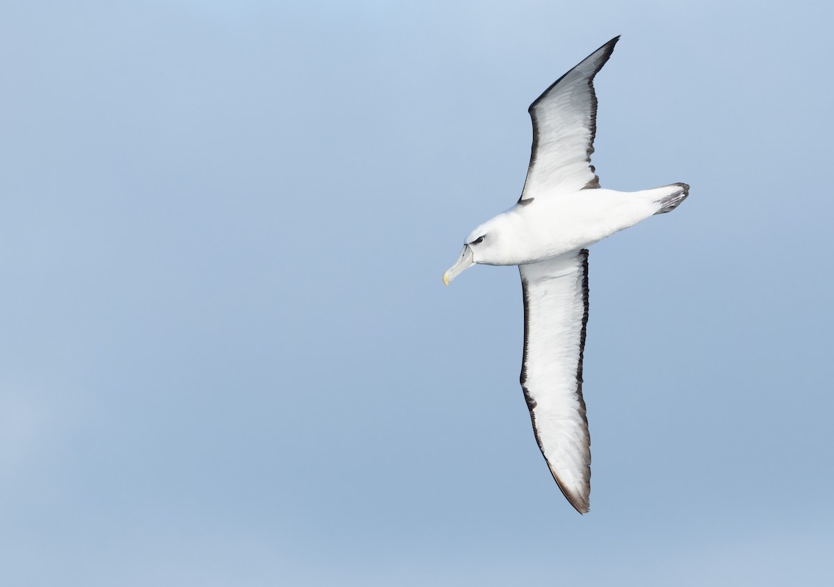 albatros šelfový - ML620800866