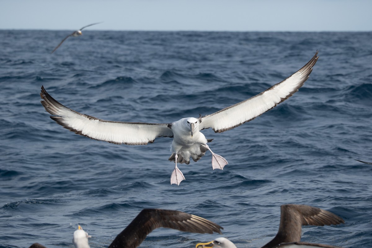White-capped Albatross - ML620800867