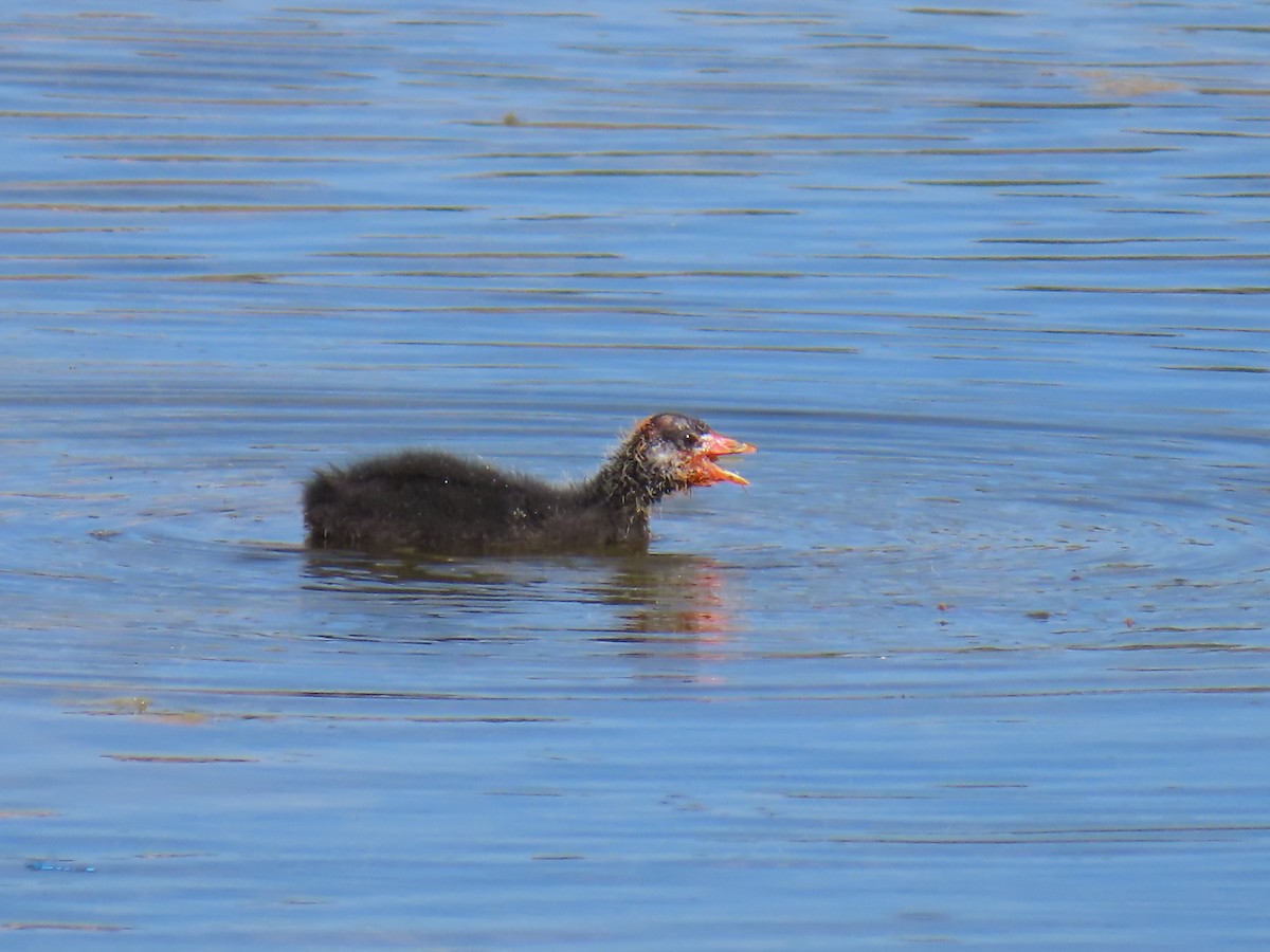 American Coot - ML620800868