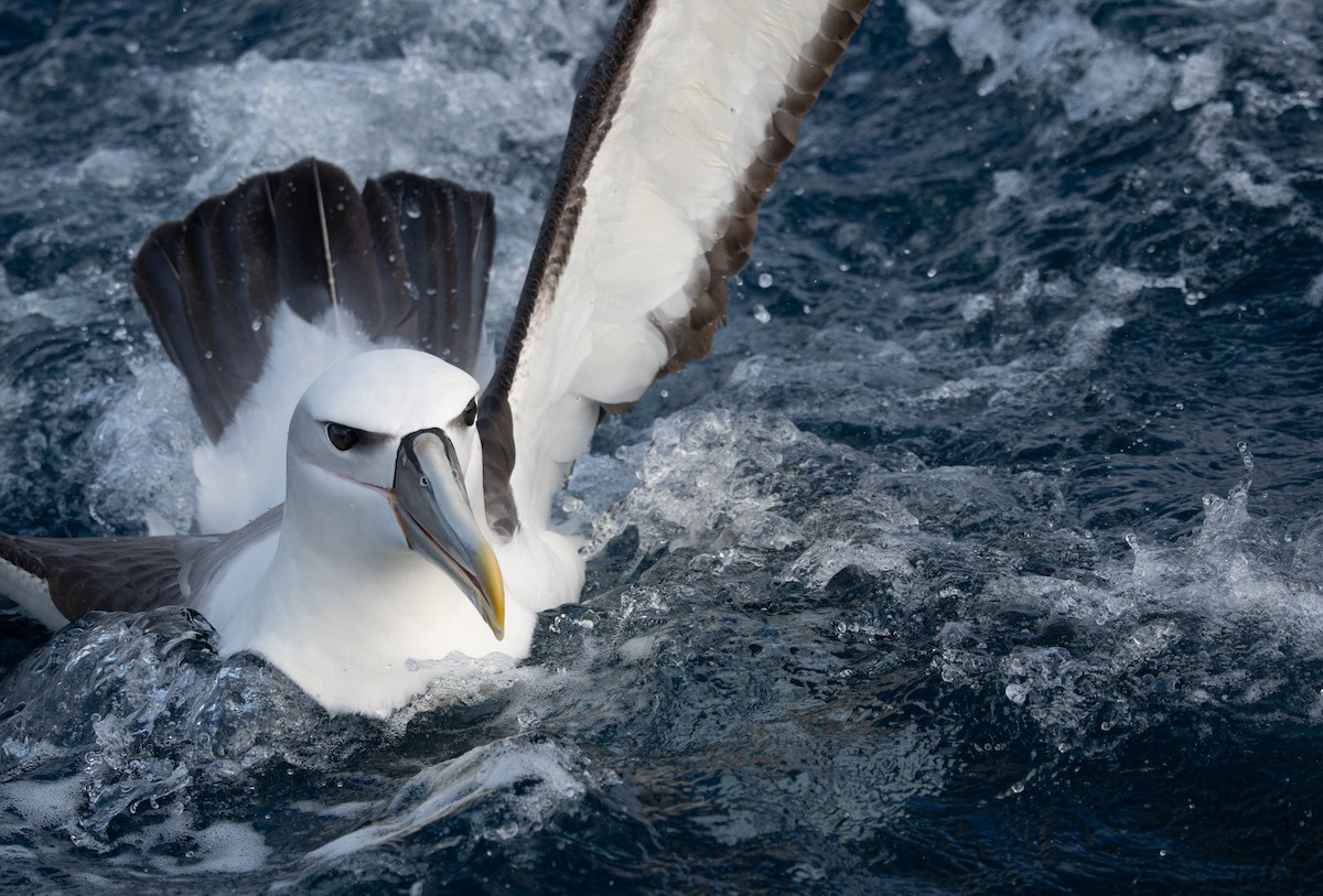 White-capped Albatross - ML620800869