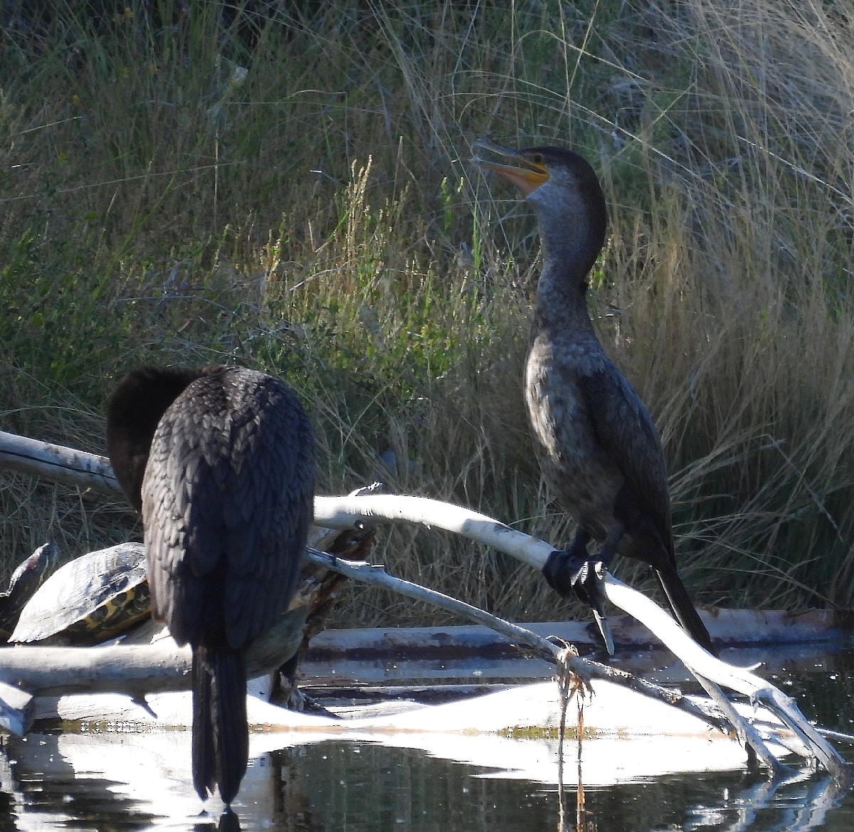 Neotropic Cormorant - ML620800870