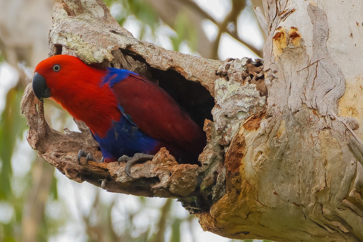 Papuan Eclectus - ML620800871