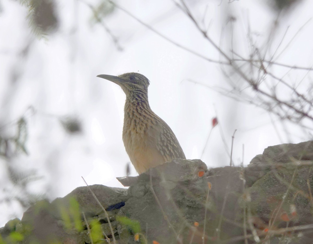 Greater Roadrunner - ML620800872