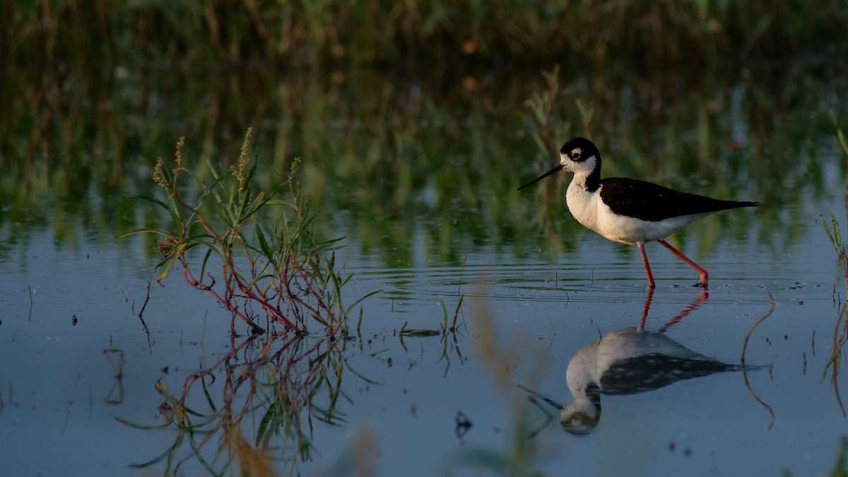 Black-necked Stilt - ML620800875