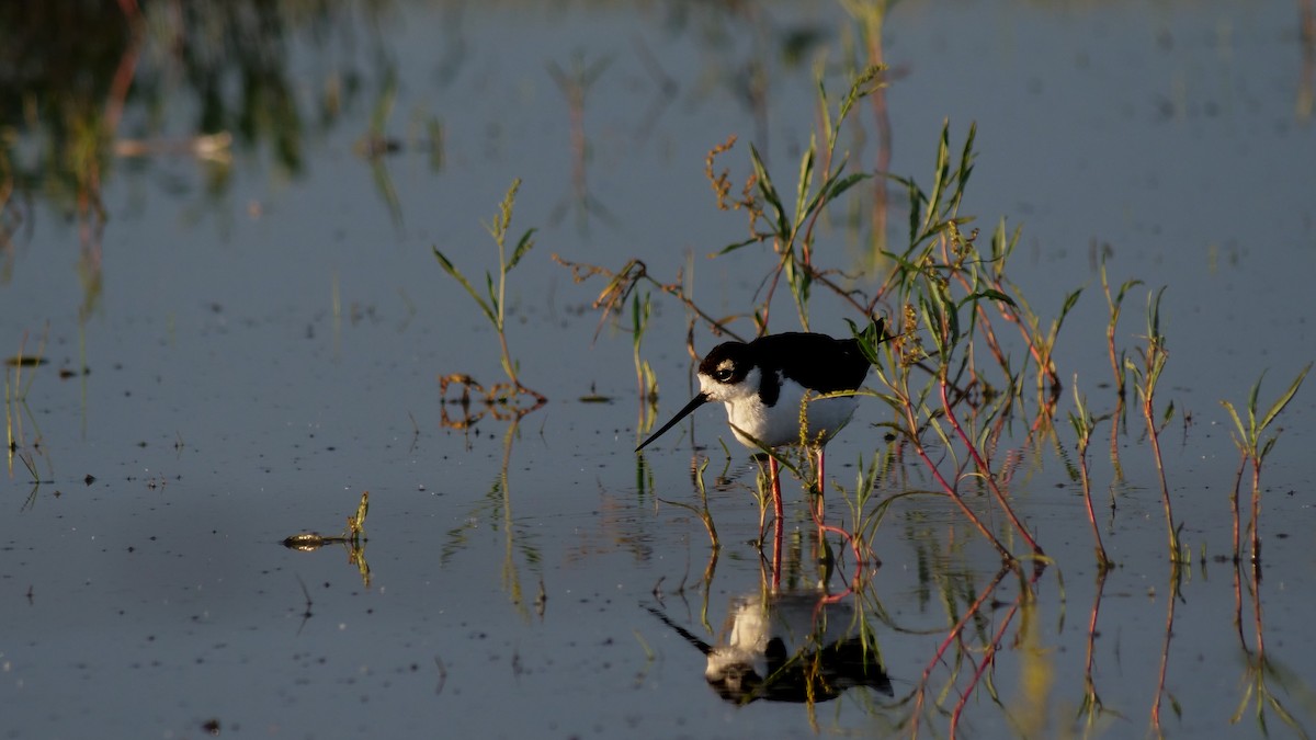 Black-necked Stilt - ML620800876