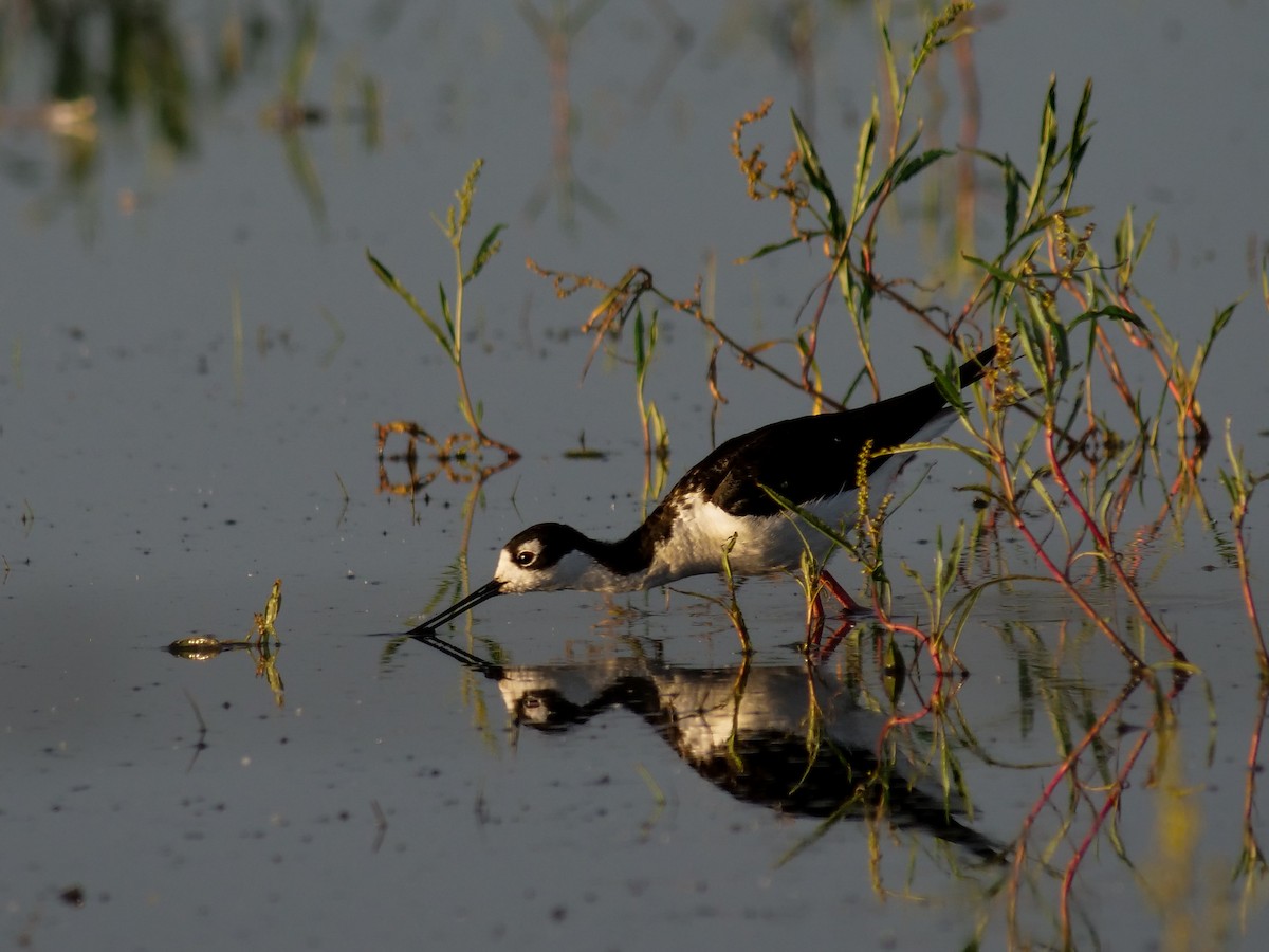 Black-necked Stilt - ML620800877