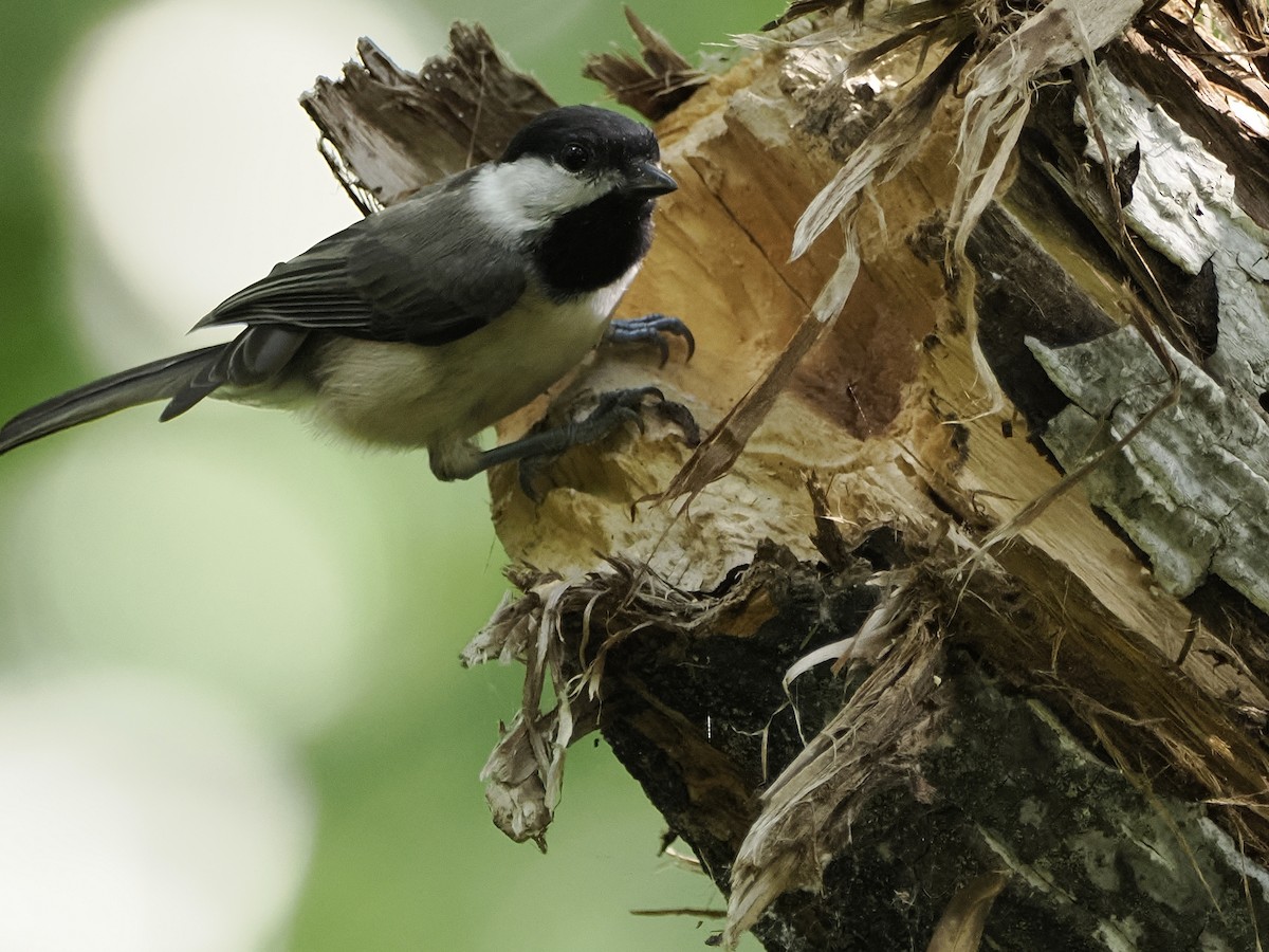 Carolina Chickadee - ML620800878